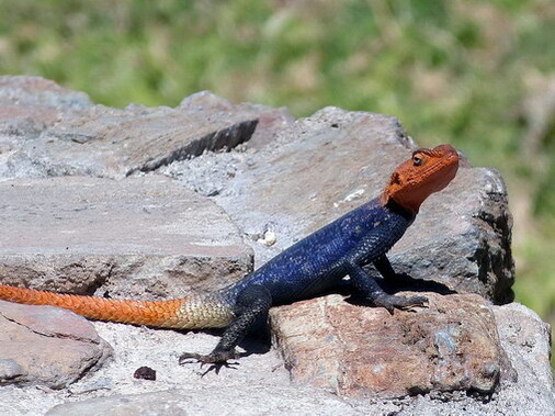 Bunter Gecko in der Epako Game Lodge Foto von Andrea Althoff